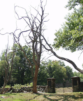 large tree next to a cemetery gate