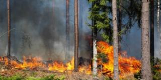 grass and trees ablaze during Stoddard wildfire