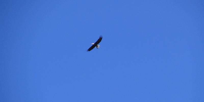 Photo of an Eagle soaring over Gregg Lake  (S.Edwards photo credit) 